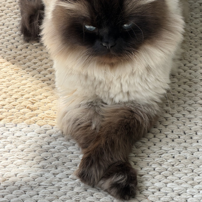 Amelia's Cat-Tastic Cat Sitting photo 2