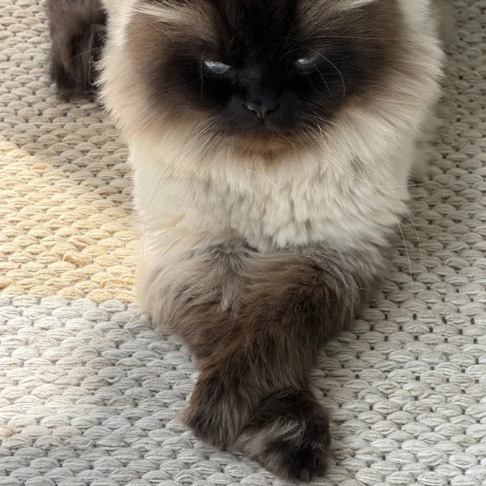 Amelia D.