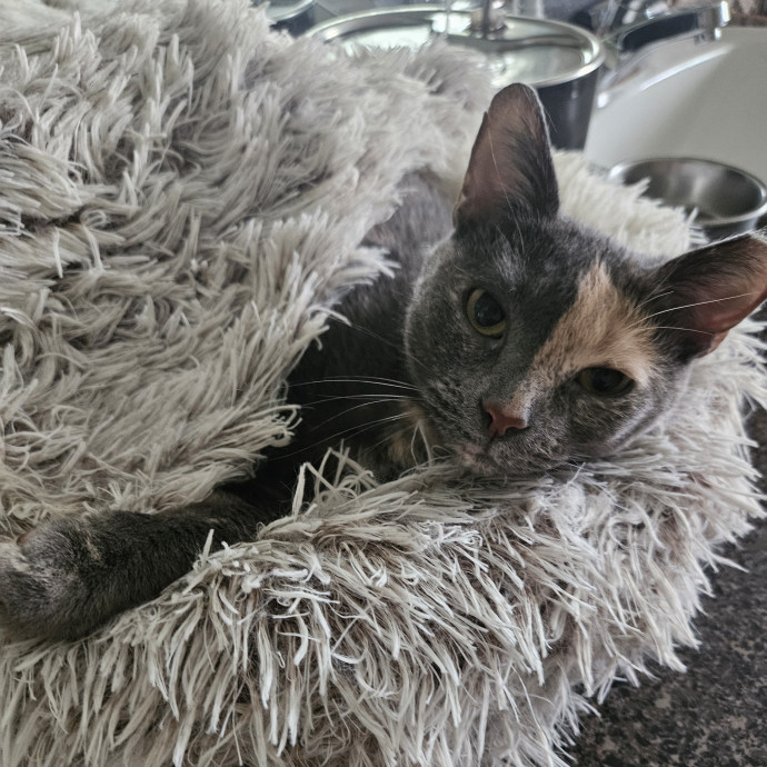 Rn And Cat Mom To The Rescue photo 3