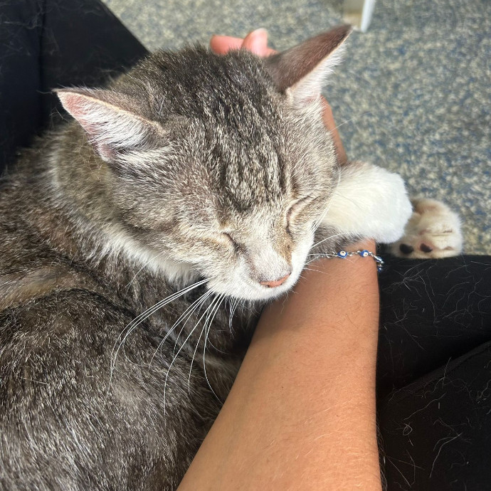 Reliable Cat Sitter Who Truly Loves Cats