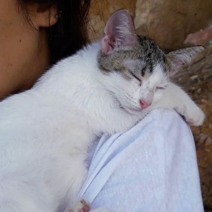Reliable Cat Sitter Who Truly Loves Cats