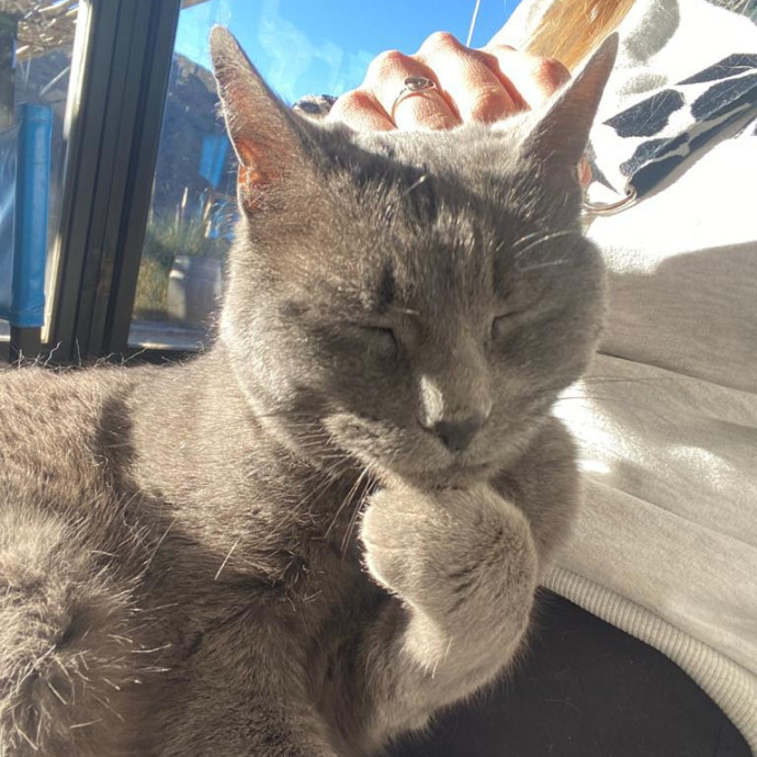 Reliable Cat Sitter Who Truly Loves Cats