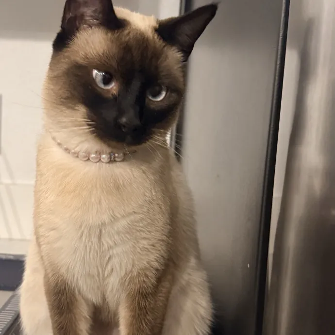 Purrfect Luxury Cat Care By Chiara