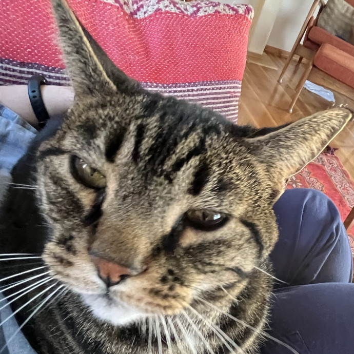 Dependable Cat Sitter photo 3