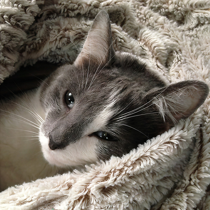 Sanny Garrett Professional Cat Sitter