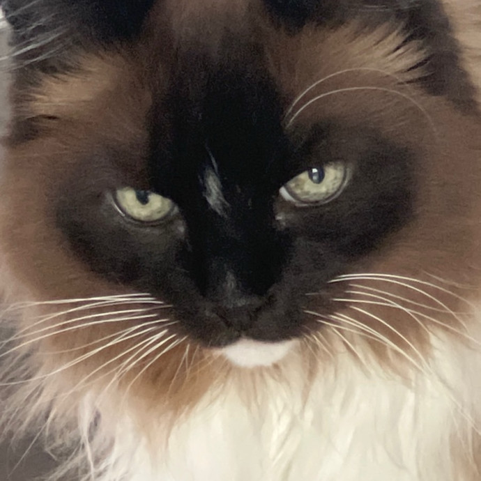 Sanny Garrett Professional Cat Sitter