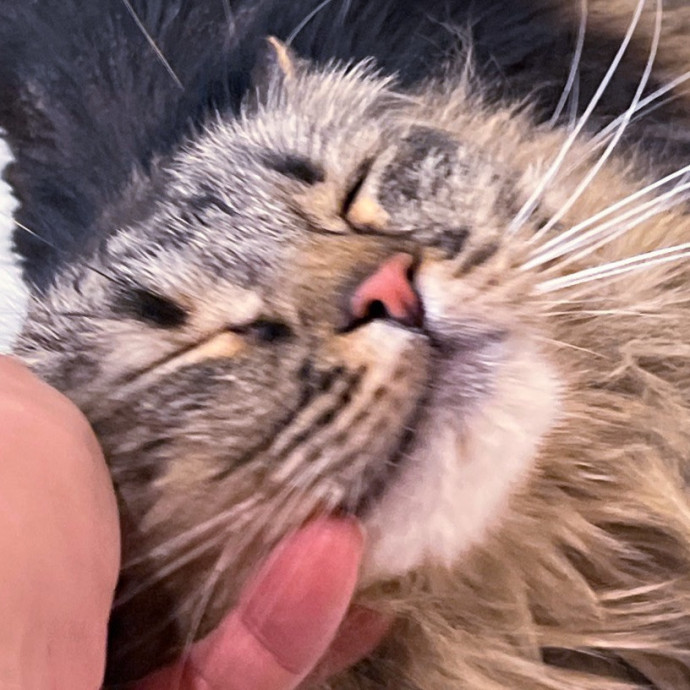 Sanny Garrett Professional Cat Sitter