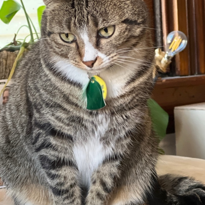 Sanny Garrett Professional Cat Sitter