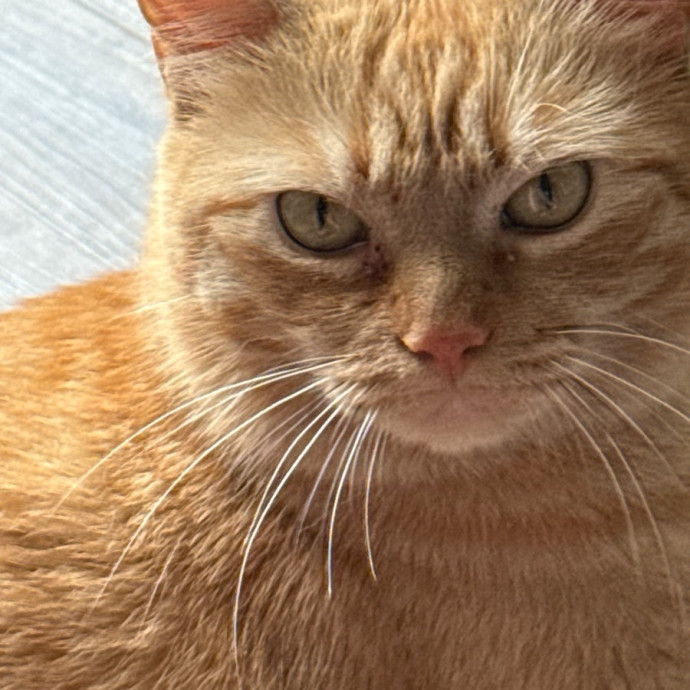 Sanny Garrett Professional Cat Sitter photo 3