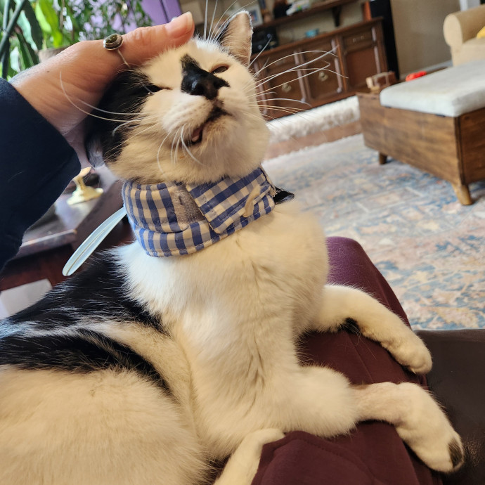 I Love Cats And They Love Me