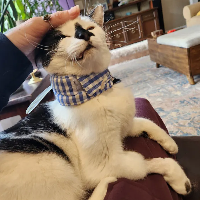 I Love Cats And They Love Me