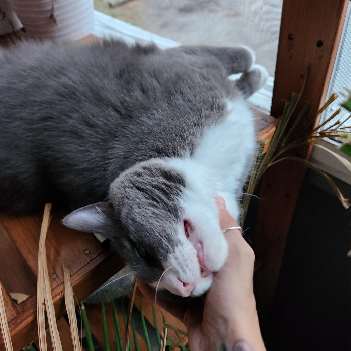 I Love Cats And They Love Me