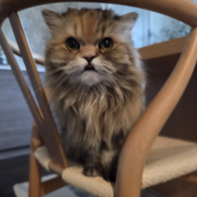 I Love Cats And They Love Me