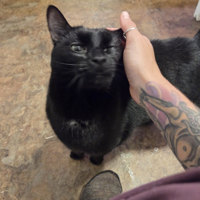 I Love Cats And They Love Me