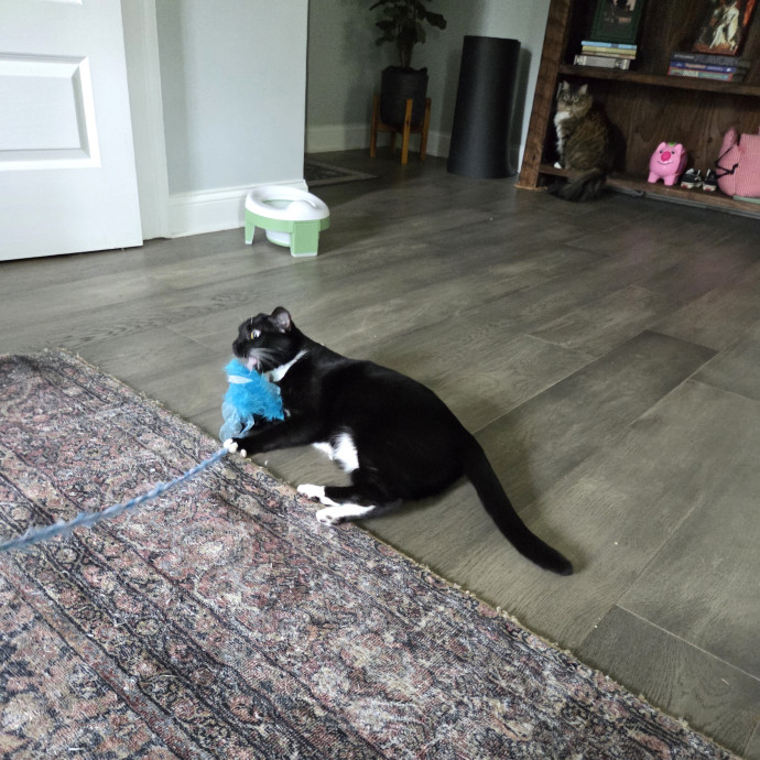 I Love Cats And They Love Me photo 2