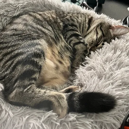 Molly's Meowtastic Sitting