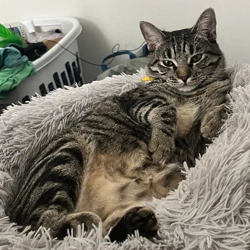 Molly's Meowtastic Sitting