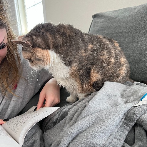 Sara's Satisfied Cats