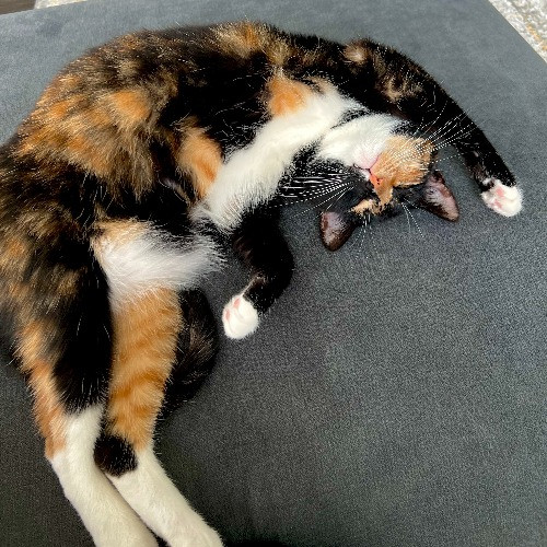 Sara's Satisfied Cats
