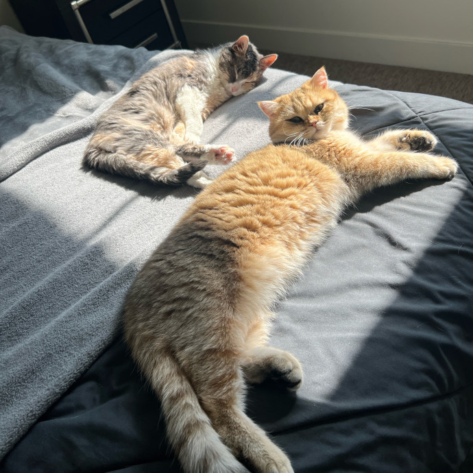 Sara's Satisfied Cats photo 3