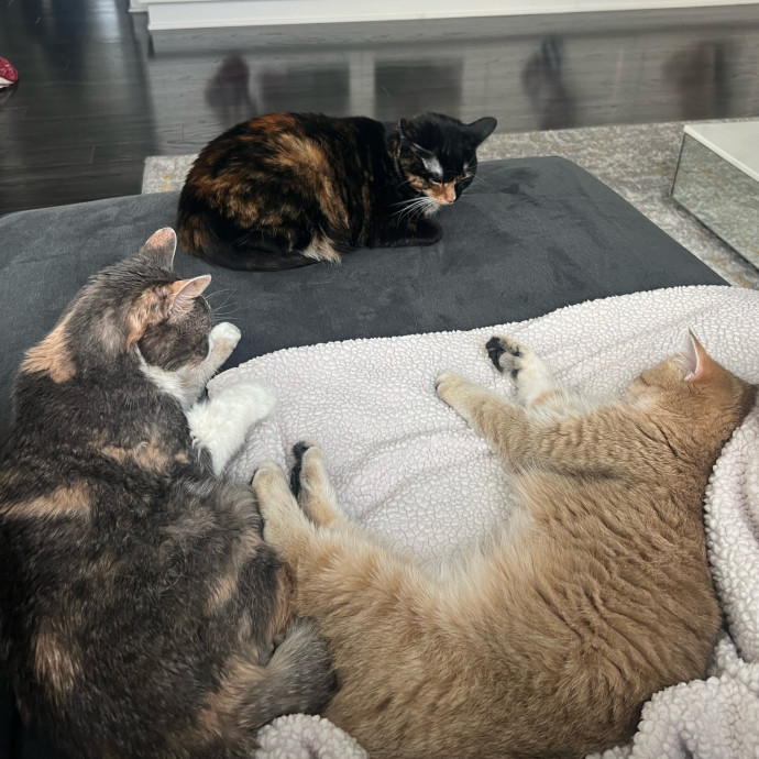 Sara's Satisfied Cats photo 2