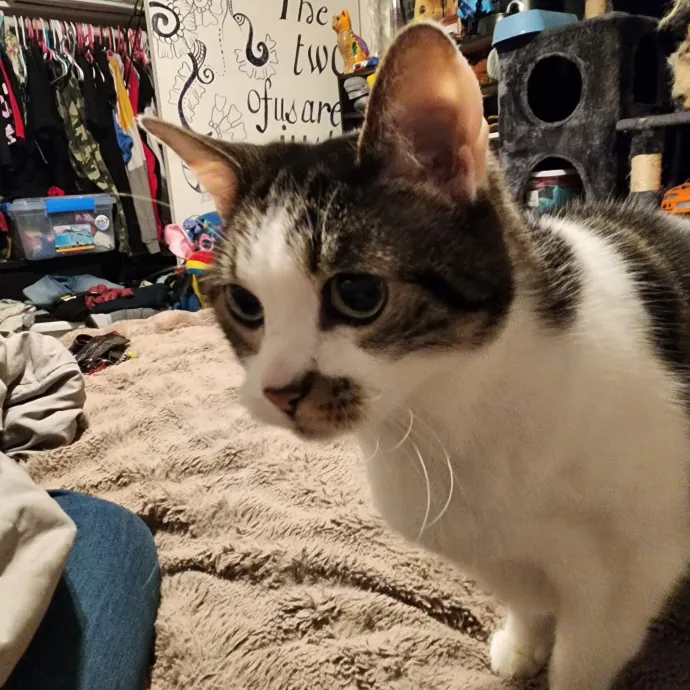 Feline Fantasy Cat Sitting