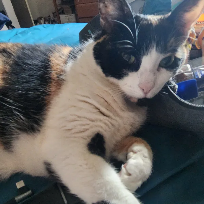 Feline Fantasy Cat Sitting