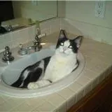 Feline Fantasy Cat Sitting