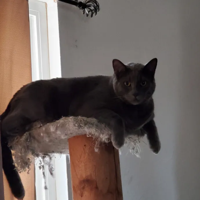 Feline Fantasy Cat Sitting