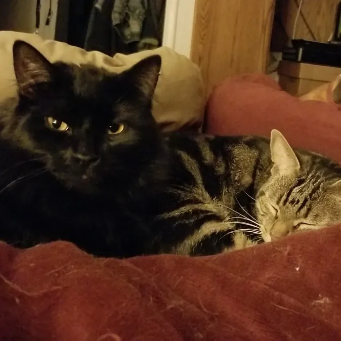 Feline Fantasy Cat Sitting