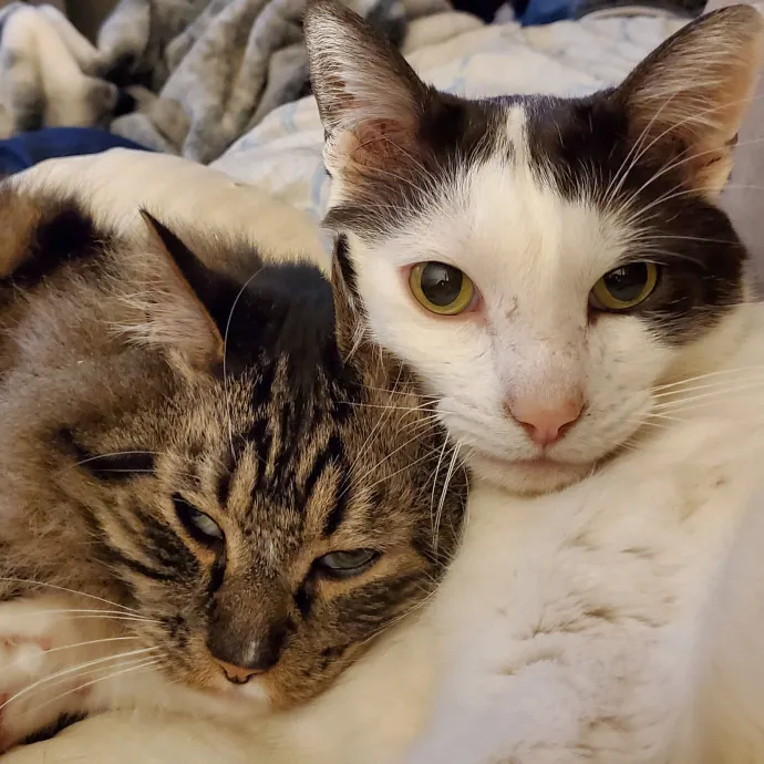 Feline Fantasy Cat Sitting