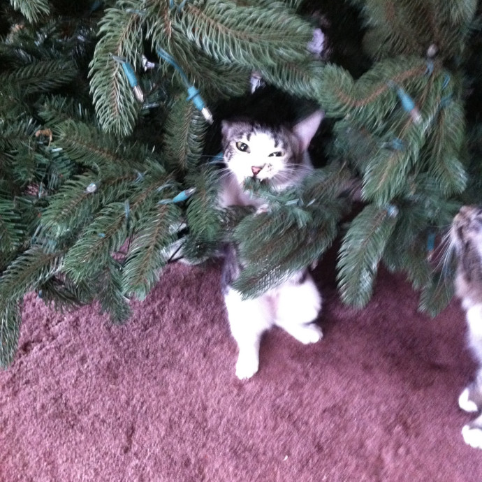Feline Fantasy Cat Sitting