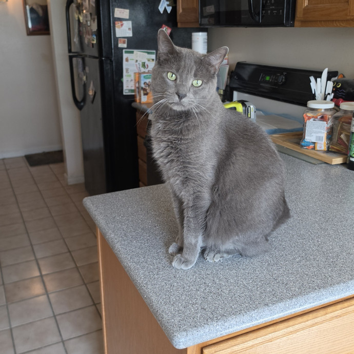 Feline Fantasy Cat Sitting