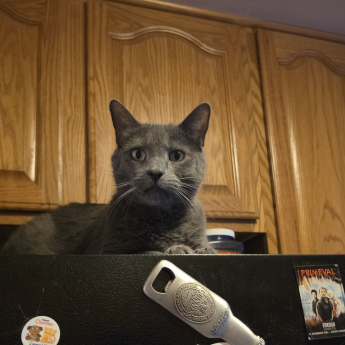 Feline Fantasy Cat Sitting