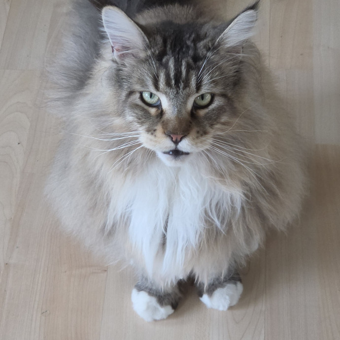 Feline Fantasy Cat Sitting