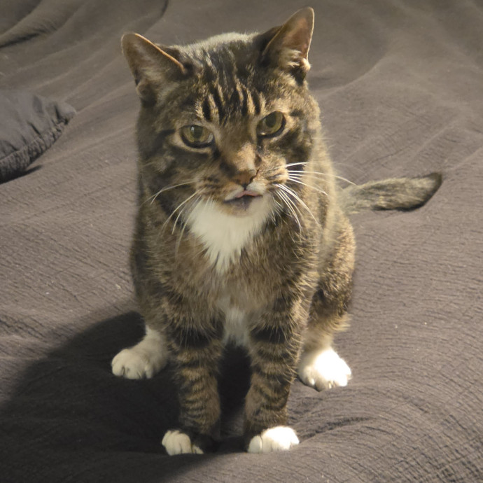 Feline Fantasy Cat Sitting