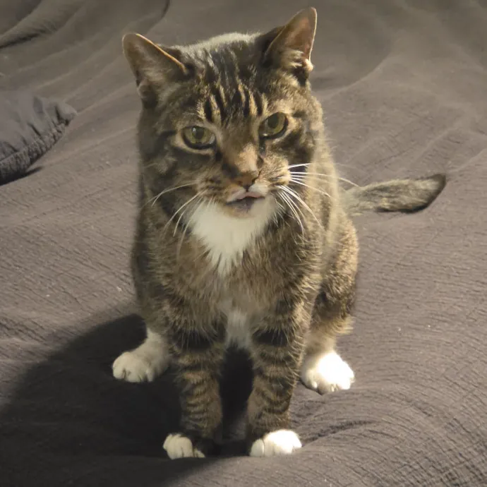 Feline Fantasy Cat Sitting