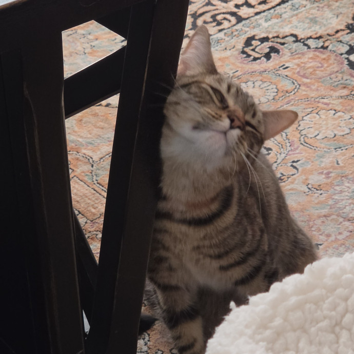 Feline Fantasy Cat Sitting