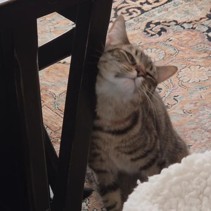 Feline Fantasy Cat Sitting