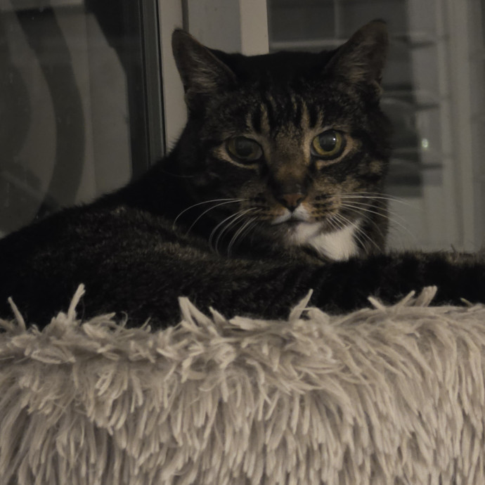 Feline Fantasy Cat Sitting