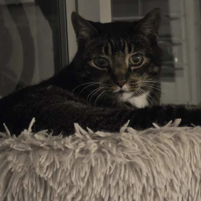 Feline Fantasy Cat Sitting