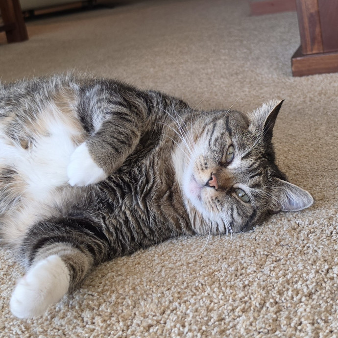 Feline Fantasy Cat Sitting