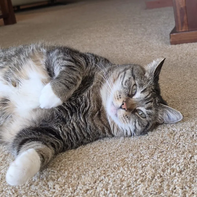 Feline Fantasy Cat Sitting
