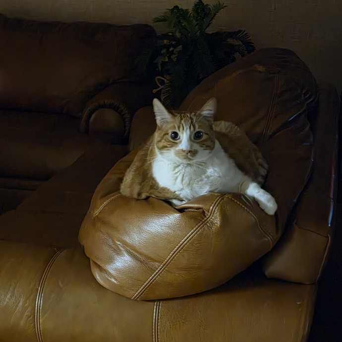 Feline Fantasy Cat Sitting