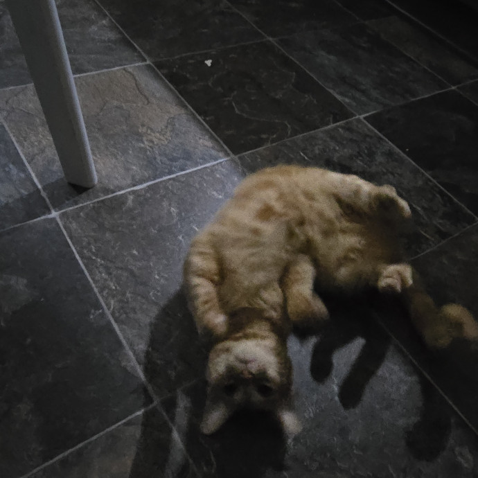 Feline Fantasy Cat Sitting