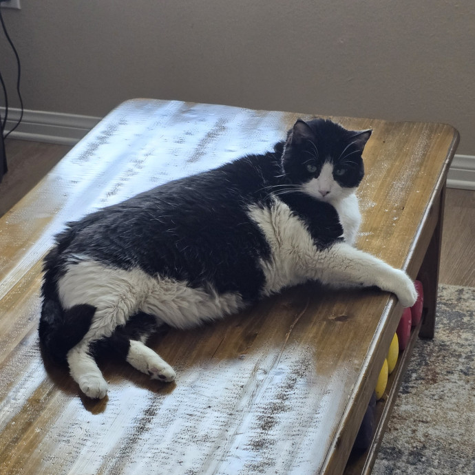 Feline Fantasy Cat Sitting
