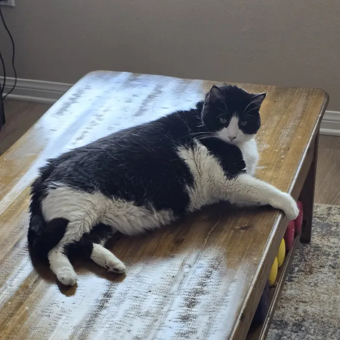 Feline Fantasy Cat Sitting