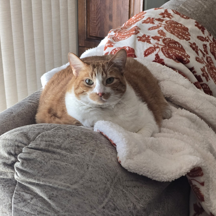 Feline Fantasy Cat Sitting