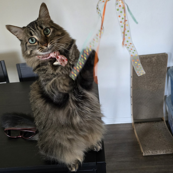 Feline Fantasy Cat Sitting