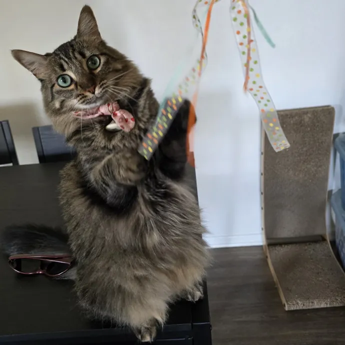 Feline Fantasy Cat Sitting